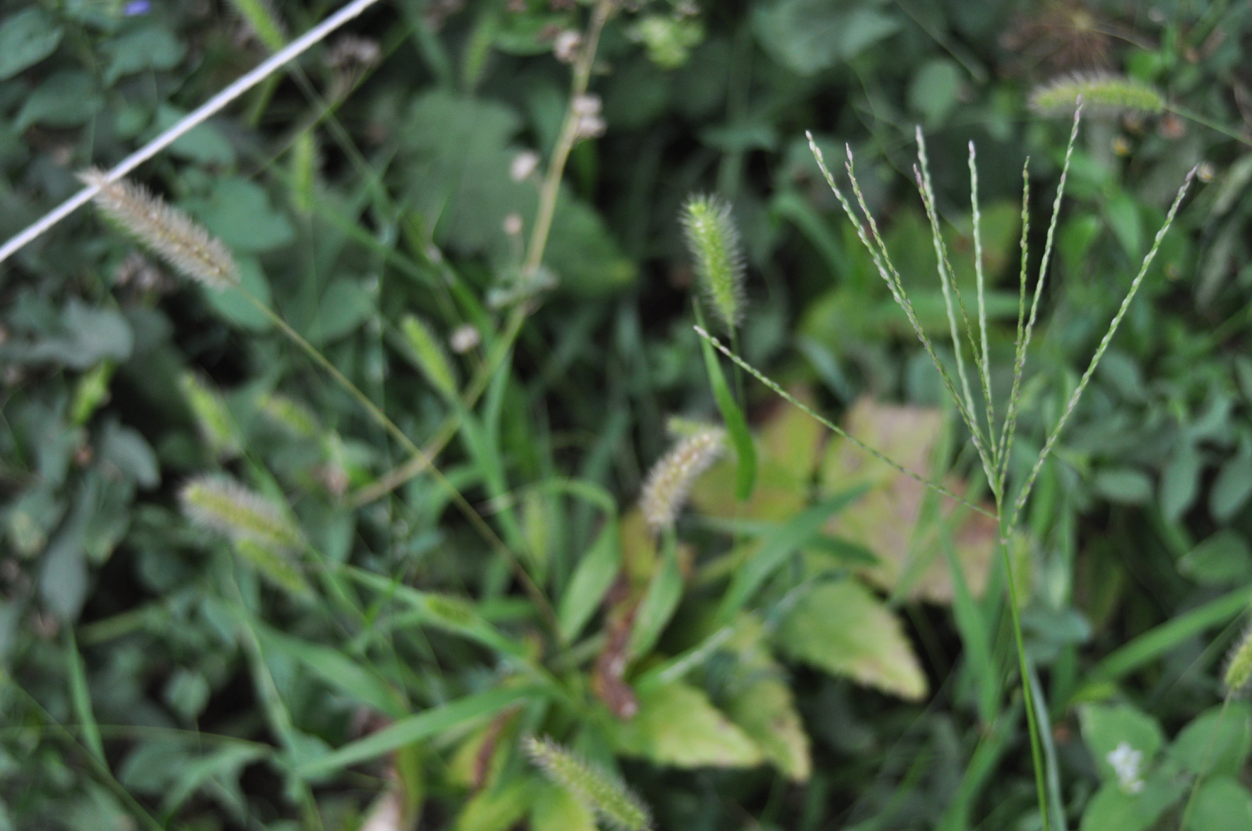 DIGITARIA CILIARIS L. - sanguinaria